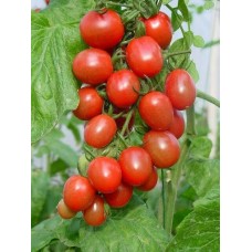 TOMATEN CHERRY 8 CM